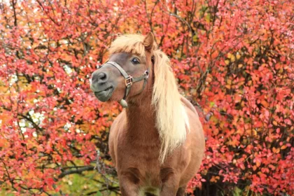 ¡Descubre la Magia de Pony Town! - 23