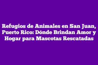 Refugios de Animales en San Juan, Puerto Rico: Dónde Brindan Amor y Hogar para Mascotas Rescatadas